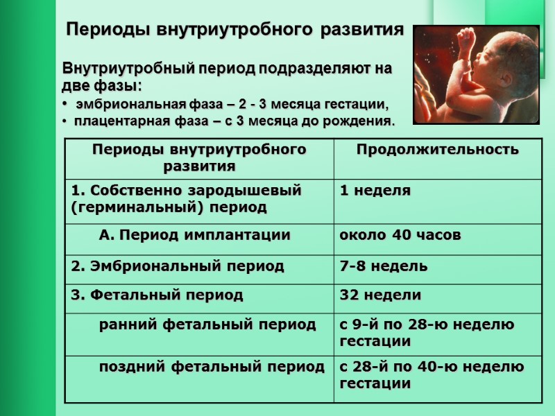 Периоды внутриутробного развития  Внутриутробный период подразделяют на  две фазы:   эмбриональная